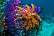 RF - Featherstars / Crinoids on Gorgonian, West Papua, Indonesia. (This image may be licensed either as rights managed or royalty free.)