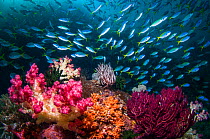 RF - Coral reef with Soft corals (Dendronephthya sp) and mixed school of fish,  Yellowback fusilier (Caesio teres) and Scissor tailed fusilier (Caesio caerulaurea) West Papua, Indonesia. (This image m...
