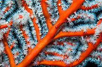 Gorgonian / Fan coral (Solenocaulon akalyx), close up, West Papua, Indonesia.