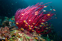 Gorgonian / Sea whip coral (Ellisella ceratophyta) with Ring tailed cardinalfish (Apogon aureus) swimming in front, West Papua, Indonesia.