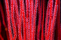 Gorgonian / Sea whip coral (Ellisella ceratophyta), close up, West Papua, Indonesia.