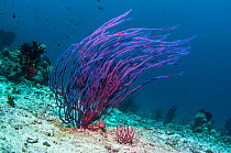 Gorgonian / Sea whip coral (Ellisella ceratophyta), West Papua, Indonesia.