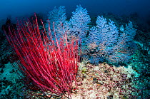 Gorgonian / Sea whip coral (Ellisella ceratophyta), coral reef, West Papua, Indonesia.