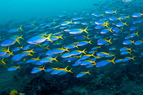 Yellow and blueback fusilier (Caesio teres) schooling over coral reef, West Papua, Indonesia.