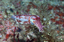 Papuan cuttlefish (Sepia papuensis) swimming, West Papua, Indonesia.