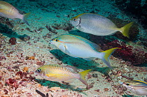 Pearly spinecheek / Pearly monocle bream (Scolopsis margaritifer), Rainbow monocle bream / Bald spot monocle bream (Scolopsis temporalis) and Pearly spotted rabbitfish (Siganus fuscescens). West Papua...