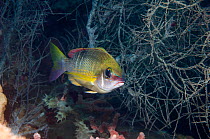 Pearly spinecheek / Pearly monocle bream (Scolopsis margaritifera) amongst coral, West Papua, Indonesia.