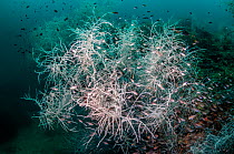 Black coral (Antipathes dichotoma) surrounded by shoals of fish, West Papua, Indonesia.