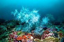 Black coral (Antipathes dichotoma), West Papua, Indonesia.