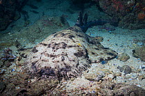 Tasselled wobbegong (Eucrossorhinus dasypogon), a carpet shark camouflaged on sea floor, West Papua, Indonesia.