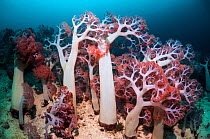 Soft corals (Dendronephthya sp) in coral reef, West Papua, New Guinea.