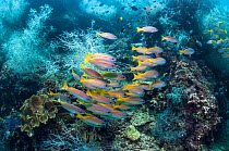 Bigeye snappers (Lutjanus lutjanus) shoal swimming in coral reef including Black coral (Antipathes dichotoma), West Papua, Indonesia.