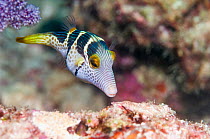 Black saddled puffer / Valentin's sharpnose puffer (Canthigaster valentini) in coral reef, West Papua, Indonesia.