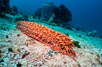 Pineapple sea cucumber (Thelenota ananas) on coral reef, West Papua, Indonesia.