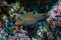 Fingerprint / Compressed toby fish (Canthigaster compressa), West Papua, Indonesia.