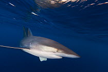 Silky Shark (Carcharhinus falciformis), IUCN Near Threatened, Socorro Island, Revillagigedo Archipelago Biosphere Reserve (Socorro Islands), Pacific Ocean, Western Mexico, March