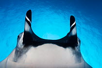 Giant Manta Ray (Manta birostris), IUCN Vulnerable, Socorro Island, Revillagigedo Archipelago Biosphere Reserve (Socorro Islands), Pacific Ocean, Western Mexico, March