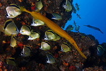 Barberfish (Johnrandallia nigrirostris) and Chinese Trumpetfish (Aulostomus chinensis), Socorro Island, Revillagigedo Archipelago Biosphere Reserve (Socorro Islands), Pacific Ocean, Western Mexico, Ma...