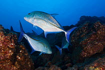 Bluefin Trevally (Caranx melampygus), San Benedicto Island, Revillagigedo Archipelago Biosphere Reserve (Socorro Islands), Pacific Ocean, Western Mexico, March