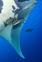 Giant Manta Ray (Manta birostris) and Black Jack (Caranx lugubris), Giant Manta Ray IUCN Vulnerable, San Benedicto Island, Revillagigedo Archipelago Biosphere Reserve (Socorro Islands), Pacific Ocean,...