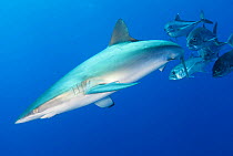 Silky Shark (Carcharhinus falciformis) and Bigeye Trevally (Caranx sexfasciatus), Silky Shark IUCN Near Threatened, San Benedicto Island, Revillagigedo Archipelago Biosphere Reserve (Socorro Islands),...