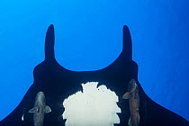 Giant Manta Ray (Manta birostris), IUCN Vulnerable, Socorro Island, Revillagigedo Archipelago Biosphere Reserve (Socorro Islands), Pacific Ocean, Western Mexico, March