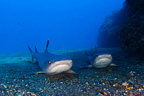 Whitetip Reef Shark (Triaenodon obesus) resting on ground, IUCN Near Threatened, San Benedicto Island, Revillagigedo Archipelago Biosphere Reserve (Socorro Islands), Pacific Ocean, Western Mexico, Mar...