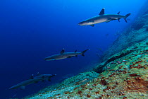 Whitetip Reef Shark (Triaenodon obesus), IUCN Near Threatened, Roca Partida Islet, Revillagigedo Archipelago Biosphere Reserve (Socorro Islands), Pacific Ocean, Western Mexico, March