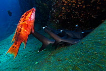 Mexican Hogfish (Bodianus diplotaenia) and Whitetip Reef Shark (Triaenodon obesus) resting, IUCN Near Threatened, Roca Partida Islet, Revillagigedo Archipelago Biosphere Reserve (Socorro Islands), Pac...
