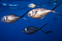 Steel pompano fish (Trachinotus stilbe), Roca Partida Islet, Revillagigedo Archipelago Biosphere Reserve (Socorro Islands), Pacific Ocean, Western Mexico, March