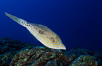 Scrawled Filefish (Aluterus scriptus), Socorro Island, Revillagigedo Archipelago Biosphere Reserve (Socorro Islands), Pacific Ocean, Western Mexico, March