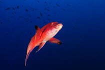 Mexican hogfish (Bodianus diplotaenia), Socorro Island, Revillagigedo Archipelago Biosphere Reserve (Socorro Islands), Pacific Ocean, Western Mexico, March