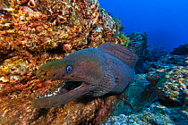 Panamic green moray (Gymnothorax castaneus), Socorro Island, Revillagigedo Archipelago Biosphere Reserve (Socorro Islands), Pacific Ocean, Western Mexico, March