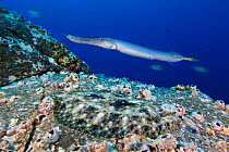 Tropical flounder (Bothus mancus) and Chinese trumpetfish (Aulostomus chinensis), Socorro Island, Revillagigedo Archipelago Biosphere Reserve (Socorro Islands), Pacific Ocean, Western Mexico, March