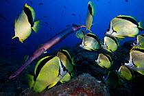 Barberfish (Johnrandallia nigrirostris) and Chinese trumpetfish (Aulostomus chinensis), San Benedicto Island, Revillagigedo Archipelago Biosphere Reserve (Socorro Islands), Pacific Ocean, Western Mexi...