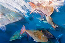 Bluefin trevally (Caranx melampygus) and Redtail triggerfish (Xanthichthys mento), San Benedicto Island, Revillagigedo Archipelago Biosphere Reserve (Socorro Islands), Pacific Ocean, Western Mexico, M...