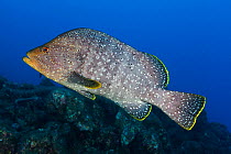 Leather bass (Dermatolepis dermatolepis), San Benedicto Island, Revillagigedo Archipelago Biosphere Reserve (Socorro Islands), Pacific Ocean, Western Mexico, March