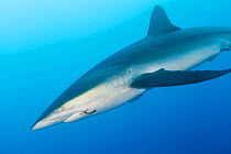 Silky shark (Carcharhinus falciformis) with hook and line stuck in mouth, San Benedicto Island, Revillagigedo Archipelago Biosphere Reserve (Socorro Islands), Pacific Ocean, Western Mexico, March