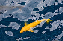 Revillagigedo sea chub (Kyphosus lutescens), San Benedicto Island, Revillagigedo Archipelago Biosphere Reserve (Socorro Islands), Pacific Ocean, Western Mexico, March