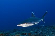 Silvertip shark (Carcharhinus albimarginatus), San Benedicto Island, Revillagigedo Archipelago Biosphere Reserve (Socorro Islands), Pacific Ocean, Western Mexico, March. Vulnerable,
