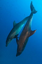Common bottlenose dolphin (Tursiops truncatus), Socorro Island, Revillagigedo Archipelago Biosphere Reserve (Socorro Islands), Pacific Ocean, Western Mexico, March