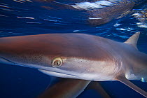 Silky Shark (Carcharhinus falciformis), Socorro Island, Revillagigedo Archipelago Biosphere Reserve (Socorro Islands), Pacific Ocean, Western Mexico, March