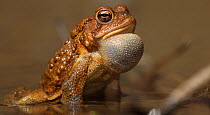 American toad (Anaxyrus americanus) male calling, Maryland, USA. April.