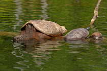 Snapping turtle (Chelydra serpentina) basking on log, with Red-bellied turtle (Psuedemys rubiventris) Maryland, USA, May.