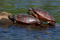 Northern red-bellied turtles (Pseudemys rubriventris) basking, Maryland, USA, May.