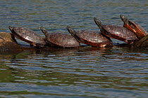 Northern red-bellied turtles (Pseudemys rubriventris) basking, Maryland, USA, April.