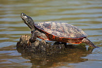 Northern red-bellied turtles (Pseudemys rubriventris) basking, Maryland,USA, April.