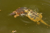 Snapping turtle (Chelydra serpentina) mating, Maryland, USA, April.
