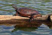 Northern red-bellied turtles (Pseudemys rubriventris) basking,  Maryland, USA.April.