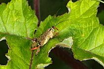 Scorpion Fly (Panorpa species) perched on leaf at edge of meadow, Cheshire, UK, June.